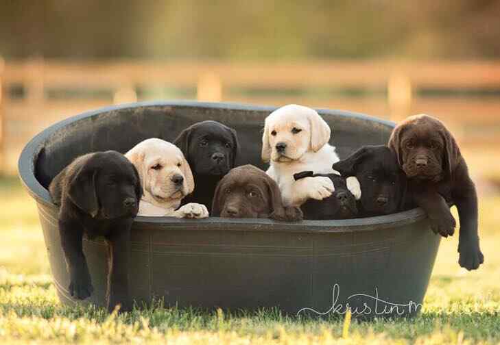 Photo of a group of yellow, chocolate and black labrador retriever puppies for sale in maryland from steele labrador retrievers