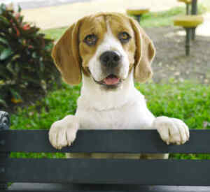 Cute beagle, one of the most popular medium sized hound dog breeds
