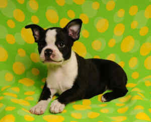 Black and white boston terrier puppy on a green and yellow polka dot background