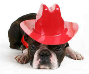Cute boston terrier dog wearing a red cowboy hat