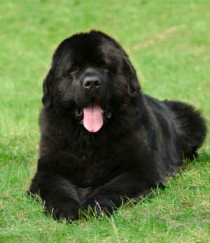 Newfoundland Dog Breed - Dog Breeds Care Guide