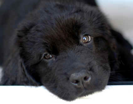 Newfoundland dogs: a gentle giant breed with a heart of gold