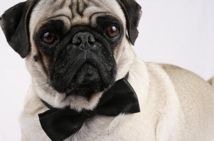 A very cute Fawn pug dog wearing a black bow tie. He looks very dapper.