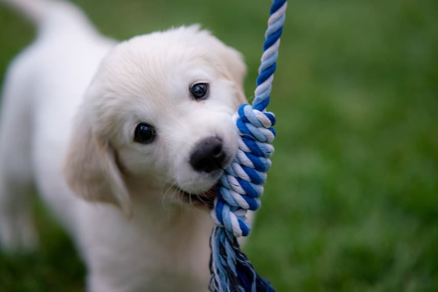 Puppy training tips - easy proven techniques for new owners to train their pup