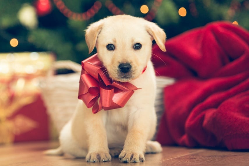 Preparing your home for the new arrival - the ultimate guide to welcoming a puppy