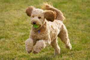 Goldendoodle romping at a park.