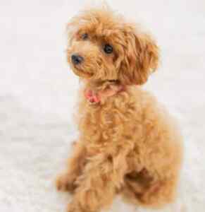 Absolutely adorable goldendoodle puppy with fluffy hair and big brown eyes