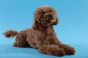 A chocolate colored goldendoodle dog
