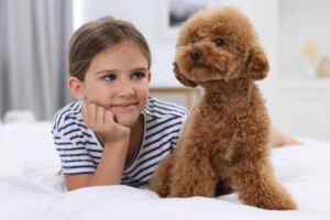 A well-groomed goldendoodle dog beside a young girl