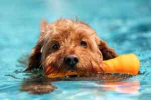 A goldendoodle dog swimming in a swimming pool