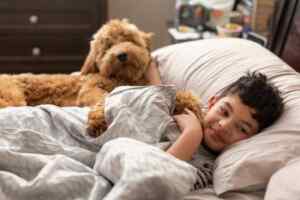 A goldendoodle dog cuddled up in bed with a young boy.