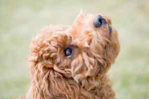 Photo of a goldendoodle dog's head looking up