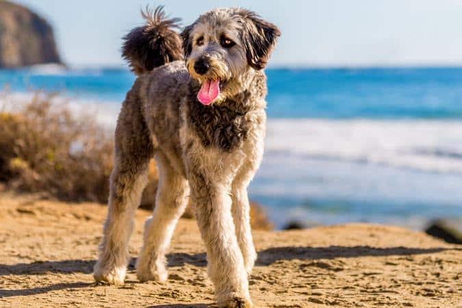 Aussiedoodle Dogs: The Perfect Blend of Australian Shepherd and Poodle