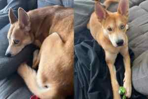 Photos of a red siberian husky dog for adoption in charlotte nc