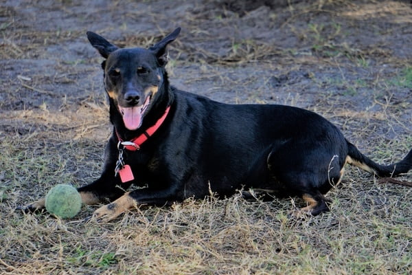 An older manchester terrier dog sitting on a grassy field panting