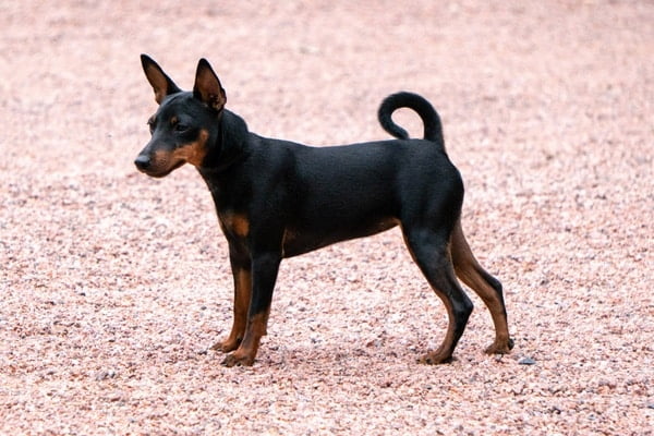 A manchester terrier walking on a gravelly surface the background appears to be pink however it is the ground upon which the dog is standing
