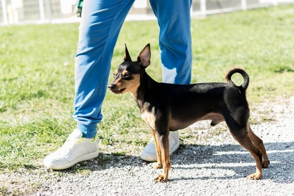 A small manchester terrier dog being walked by a human