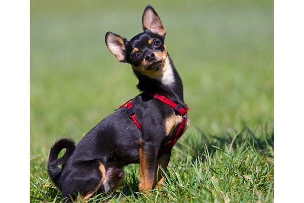 Cute manchester terrier bending his head to the side in an awkward way.