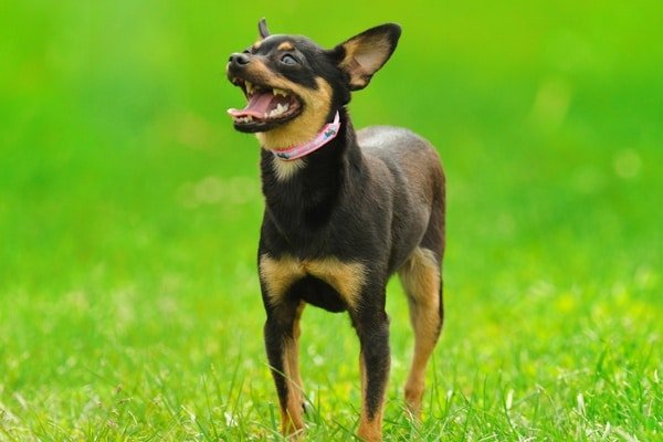A happy looking manchester terrier walking on a vibrantly green grassy field