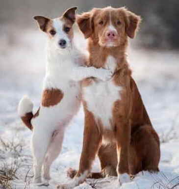 Dog Breeds A To Z With Pictures - Dog Breeds Central