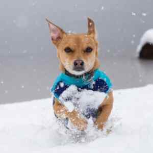 Small dog a mixed breed playing in the snow wearing a blue jacket
