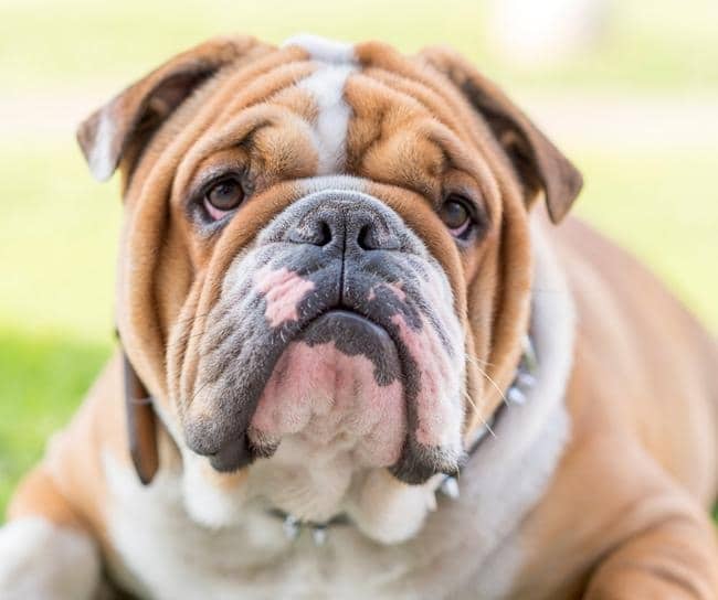 Adult English bulldog with a cute look on his face