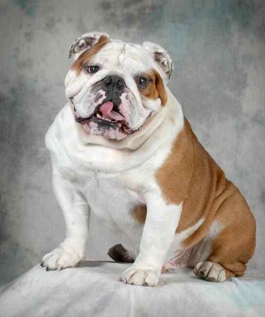 Cute photo of an adult english bulldog with a gray background