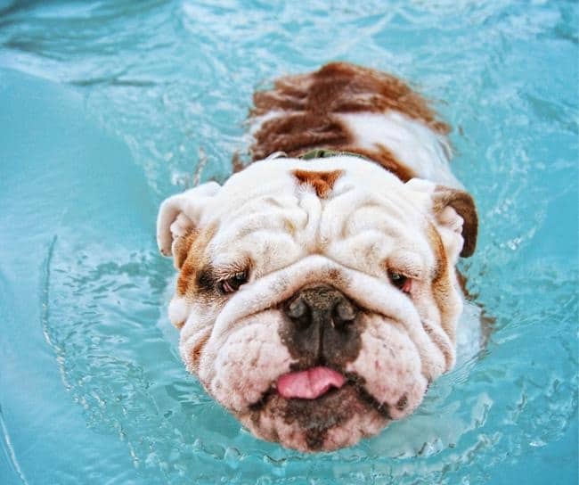 English bulldog swimming in a pool