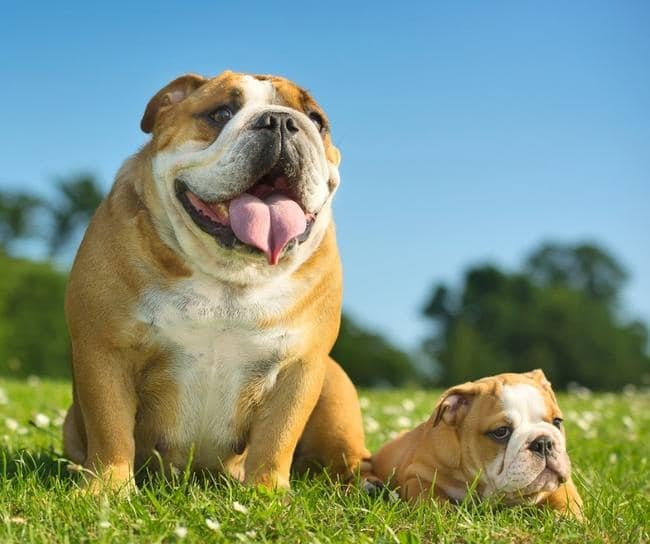 English Bulldog mama dog and puppy in a field on a sunny day