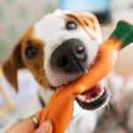 Jack russell terrier dog chewing on an orange carrot chew toy
