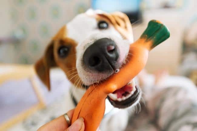 Jack Russell terrier dog chewing on an orange carrot chew toy