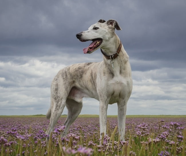 A stunning white brindle lurcher dog stands on a hill on a gray stormy day.