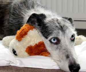 Lurcher shows off it's ice blue eyes