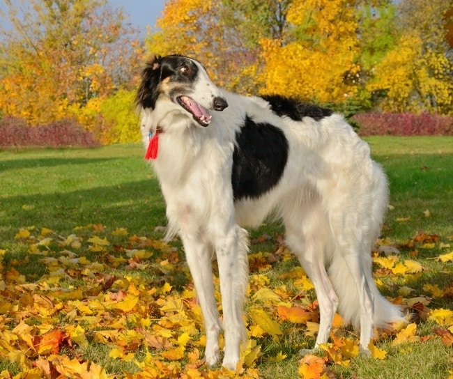 A stunning tricolor Lurcher dog in a park in fall, surrounded by Autumn leaves