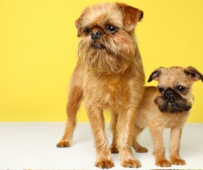 Brussels griffon puppy with his mama on a yellow background