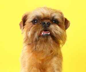 Brussels griffon showing its cute smile / grimace