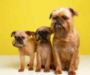 Brussels griffon adult dog with two puppies on a yellow background