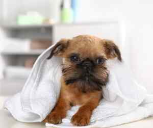 Cute brussels griffon puppy under a blanket
