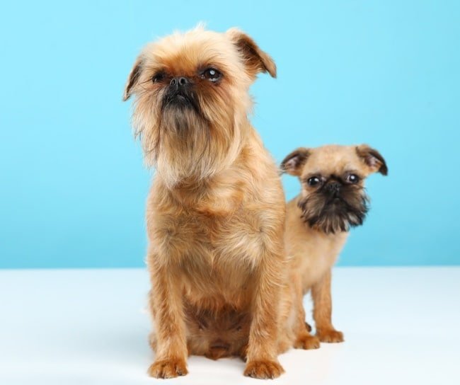 Brussels Griffon dog and puppy on a blue background