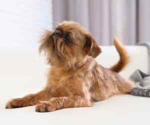 Brussels griffon dogs: the ultimate lapdogs with a big personality