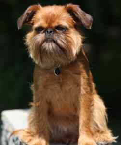 Brussels griffon dogs: the ultimate lapdogs with a big personality