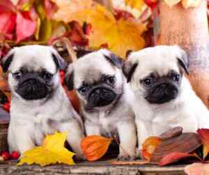 Finding pug puppies for sale near you - a helpful guide