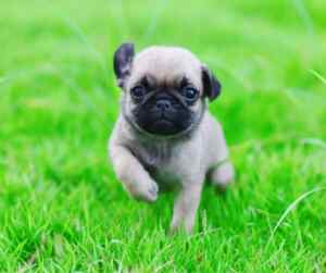 Cute pug puppy