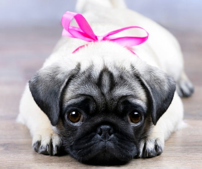 Finding Pug Puppies for Sale Near You – A Helpful Guide
