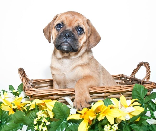 The Ultimate Guide: Where to Find Puggle Puppies for Sale Near You