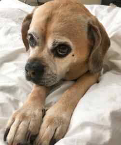 The ultimate guide: where to find puggle puppies for sale near you