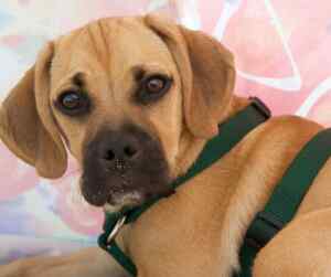 The ultimate guide: where to find puggle puppies for sale near you
