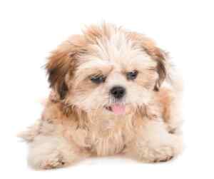 Finding havanese puppies for sale near you