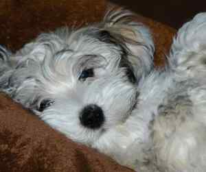 Finding havanese puppies for sale near you