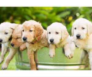 Where to find golden retriever puppies for sale near you: a comprehensive search